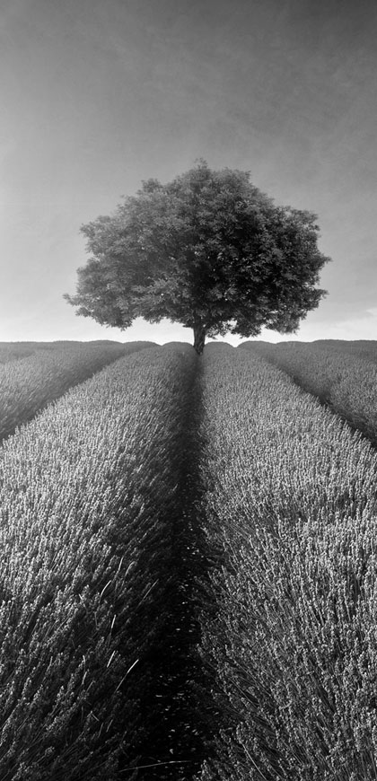 Michael J Walsh Funeral Directors grayscale black and white